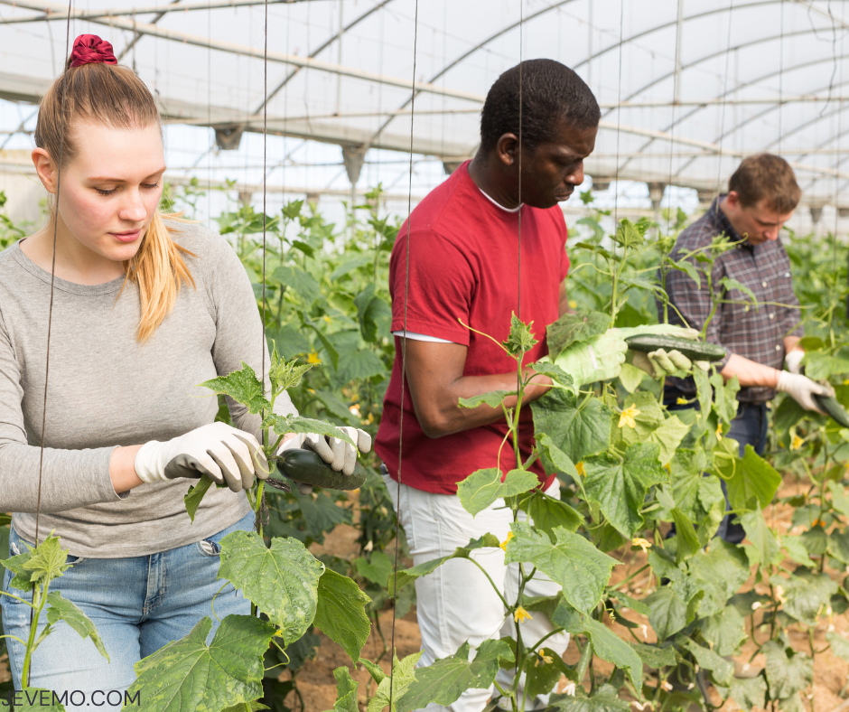 Farm Worker Jobs in Canada